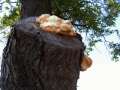 Laetiporus sulphureus - Schwefel Porling - Behnsdorf