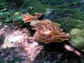 Laetiporus sulphureus - Schwefelporling - Schwanefeld
