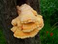 Laetiporus sulphureus - Schwefel-Porling - Siestedt