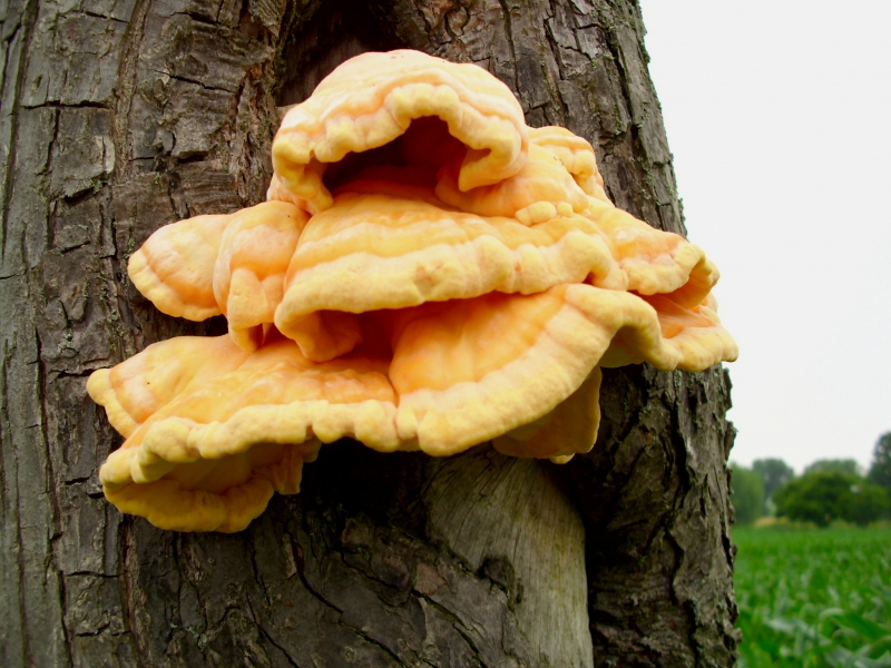 Pilze Laetiporus Sulphureus Schwefelporling Schwanefeld Quercus 