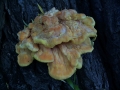 Laetiporus sulphureus - Schwefel Porling - Weferlingen