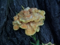 Laetiporus sulphureus - Schwefel Porling - Weferlingen