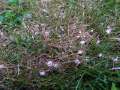 Rosa Gras Watte; Grser - Rotspitzigkeit