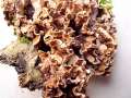 Laxitextum&nbsp;bicolor&nbsp;-&nbsp;Zweifarbiger Schichtpilz&nbsp;-&nbsp;Weferlingen