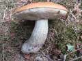 Leccinum&nbsp;versipelle&nbsp;-&nbsp;Birken - Rotkappe&nbsp;-&nbsp;Beendorf