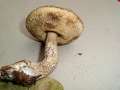 Leccinellum pseudoscabrum - Hainbuchen Raufurhrling - Flechtingen