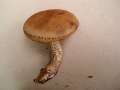 Leccinellum pseudoscabrum - Hainbuchen Raufurhrling - Flechtingen