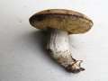Leccinellum pseudoscabrum - Hainbuchen Raufurhrling - Flechtingen