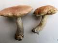 Leccinum&nbsp;scabrum&nbsp;-&nbsp;Gew�hnlicher Birkenpiloz&nbsp;-&nbsp;Flechtingen