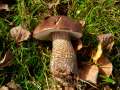 Leccinum&nbsp;scabrum&nbsp;-&nbsp;Birkenpilz&nbsp;-&nbsp;Helmstedt