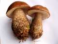 Leccinum&nbsp;scabrum&nbsp;-&nbsp;Birkenpilz&nbsp;-&nbsp;Helmstedt