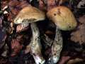 Leccinellum pseudoscabrum - Hainbuchen Rhrling - Hdingen
