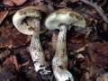 Leccinellum pseudoscabrum - Hainbuchen Rhrling - Hdingen