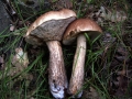 Leccinum&nbsp;scabrum&nbsp;-&nbsp;Gemeiner Birkenpilz&nbsp;-&nbsp;Weferlingen