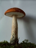 Leccinum leucopodium - Espen Rotkappe - Weferlingen