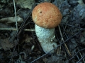 Leccinum leucopodium - Espen Rotkappe - Weferlingen