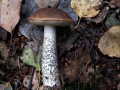 Leccinum&nbsp;scabrum&nbsp;-&nbsp;Birkenpilz&nbsp;-&nbsp;Weferlingen
