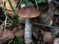 Leccinum&nbsp;scabrum&nbsp;-&nbsp;Birkenpilz&nbsp;-&nbsp;Weferlingen