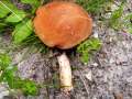 Leccinum leucopodium - Espen-Rotkappe - Weferlingen