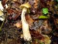 Leccinellum pseudoscabrum - Hainbuchen Rhrling - Weferlingen