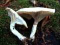 Neolentinus lepideus - Schuppiger Sgeblttling - Hdingen