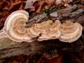 Lenzites betulinus - Birkenblttling - Walbeck