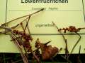 Leocarpus fragilis - Lwenfrchtchen - Arendsee