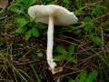 Lepiota erminea - Weier Schirmling - Helmstedt