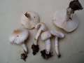 Lepiota erminea - Weier Schirmling - Helmstedt