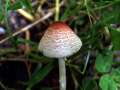 Lepiota&nbsp;cristata&nbsp;-&nbsp;Stink Schirmling&nbsp;-&nbsp;H�dingen