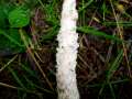 Lepiota&nbsp;clypeolaria&nbsp;-&nbsp;Wolliggestiefelter Schirmling&nbsp;-&nbsp;H�dingen