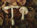 Lepiota clypeolaria - Wolliggestiefelter Schirmling - Hdingen