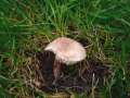 Lepiota subincarnata var.subincarnata - Rosaroter Schirmling - Hdingen