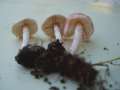 Lepiota subincarnata var.subincarnata - Rosaroter Schirmling - Hdingen