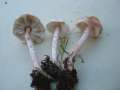 Lepiota subincarnata var.subincarnata - Rosaroter Schirmling - Hdingen