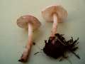 Lepiota subincarnata var.subincarnata - Rosaroter Schirmling - Hdingen