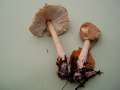 Lepiota&nbsp;clypeolaria&nbsp;-&nbsp;Wolliggestiefelter Schirmling&nbsp;-&nbsp;H�dingen