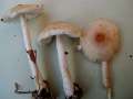 Lepiota&nbsp;clypeolaria&nbsp;-&nbsp;Wolliggestiefelter Schirmling&nbsp;-&nbsp;H�dingen