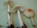 Lepiota&nbsp;clypeolaria&nbsp;-&nbsp;Wolliggestiefelter Schirmling&nbsp;-&nbsp;H�dingen