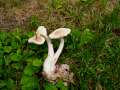 Lepiota clypeolaria - Wolliggestiefelter Schirmling - Hdingen