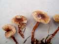 Lepiota boudieri - Fuchsbrunlicher Schirmling - Walbeck