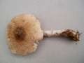 Lepiota ignivolvata - Braunberingter Schirmling - Walbeck