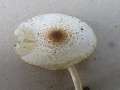 Lepiota&nbsp;cristata&nbsp;-&nbsp;Stink - Schirmling&nbsp;-&nbsp;Walbeck