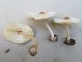 Lepiota&nbsp;cristata&nbsp;-&nbsp;Stink - Schirmling&nbsp;-&nbsp;Walbeck