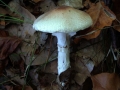 Lepiota ignivolvata - Braunberingter Schirmling - Weferlingen