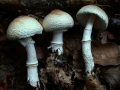 Lepiota ignivolvata - Braunberingter Schirmling - Weferlingen