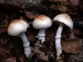 Lepiota ignivolvata - Braunberingter Schirmling - Weferlingen