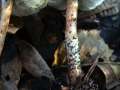 Lepiota grangei  ? - Grnspan Schirmling - Weferlingen