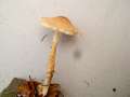 Lepiota&nbsp;magniospora&nbsp;-&nbsp;Gelbwolliger Schirmling&nbsp;-&nbsp;Weferlingen