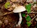 Lepiota&nbsp;ignivolvata&nbsp;-&nbsp;Braunberingter Schirmling&nbsp;-&nbsp;Weferlingen